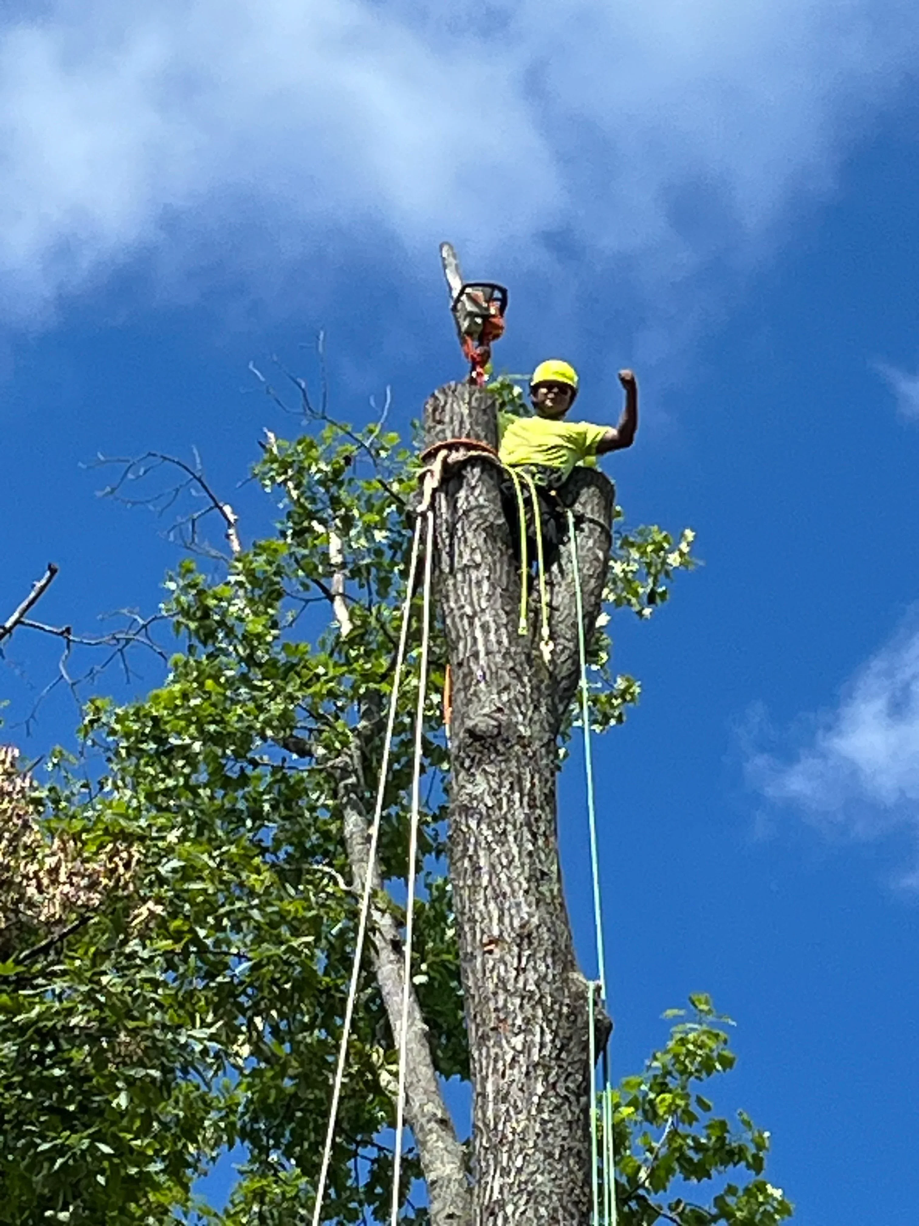 Arborist in safety gear cutting large tree limbs with rope rigging system