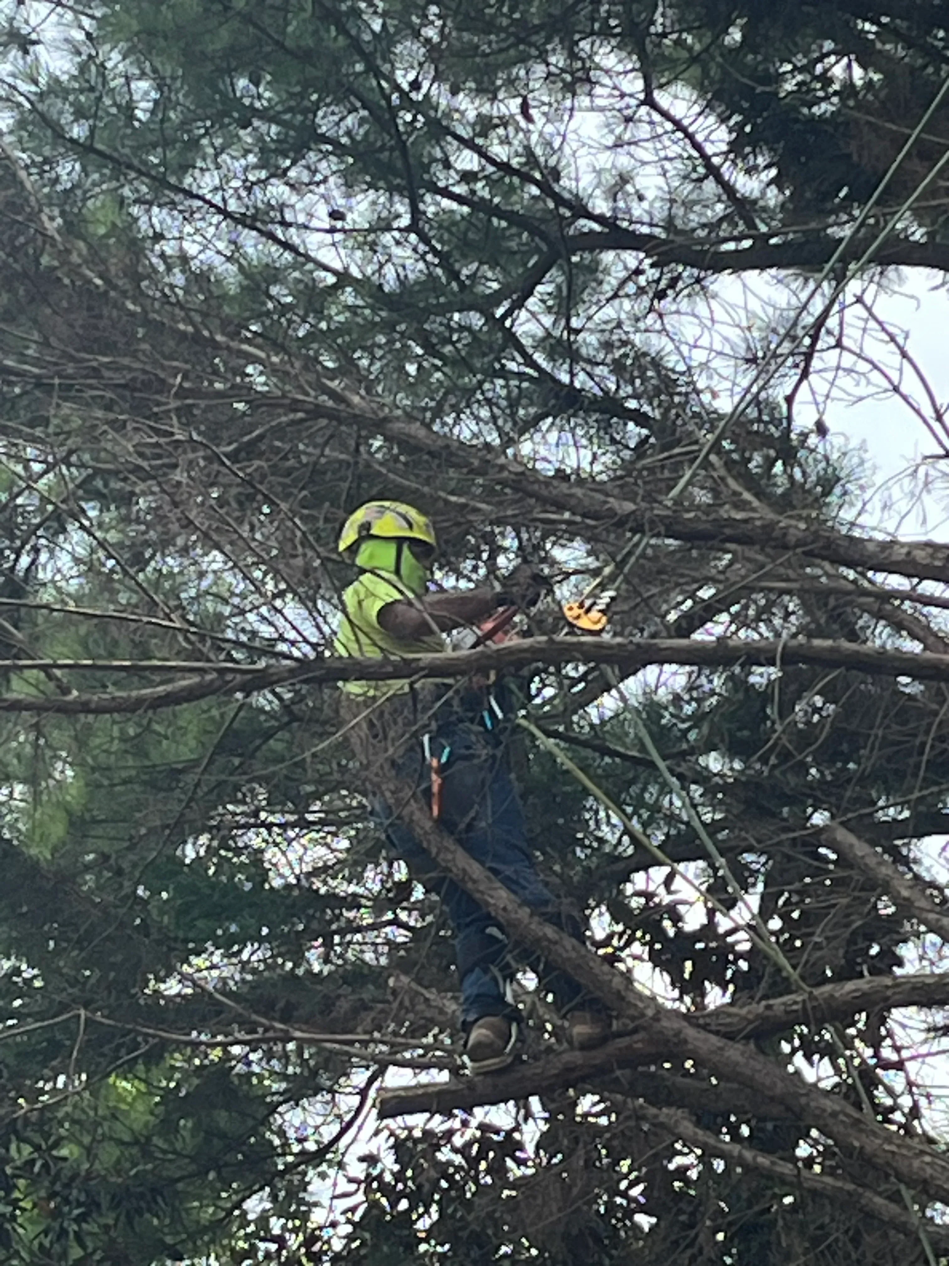 Arborist in yellow safety vest secured by rope removing large branches from tall tree canopy