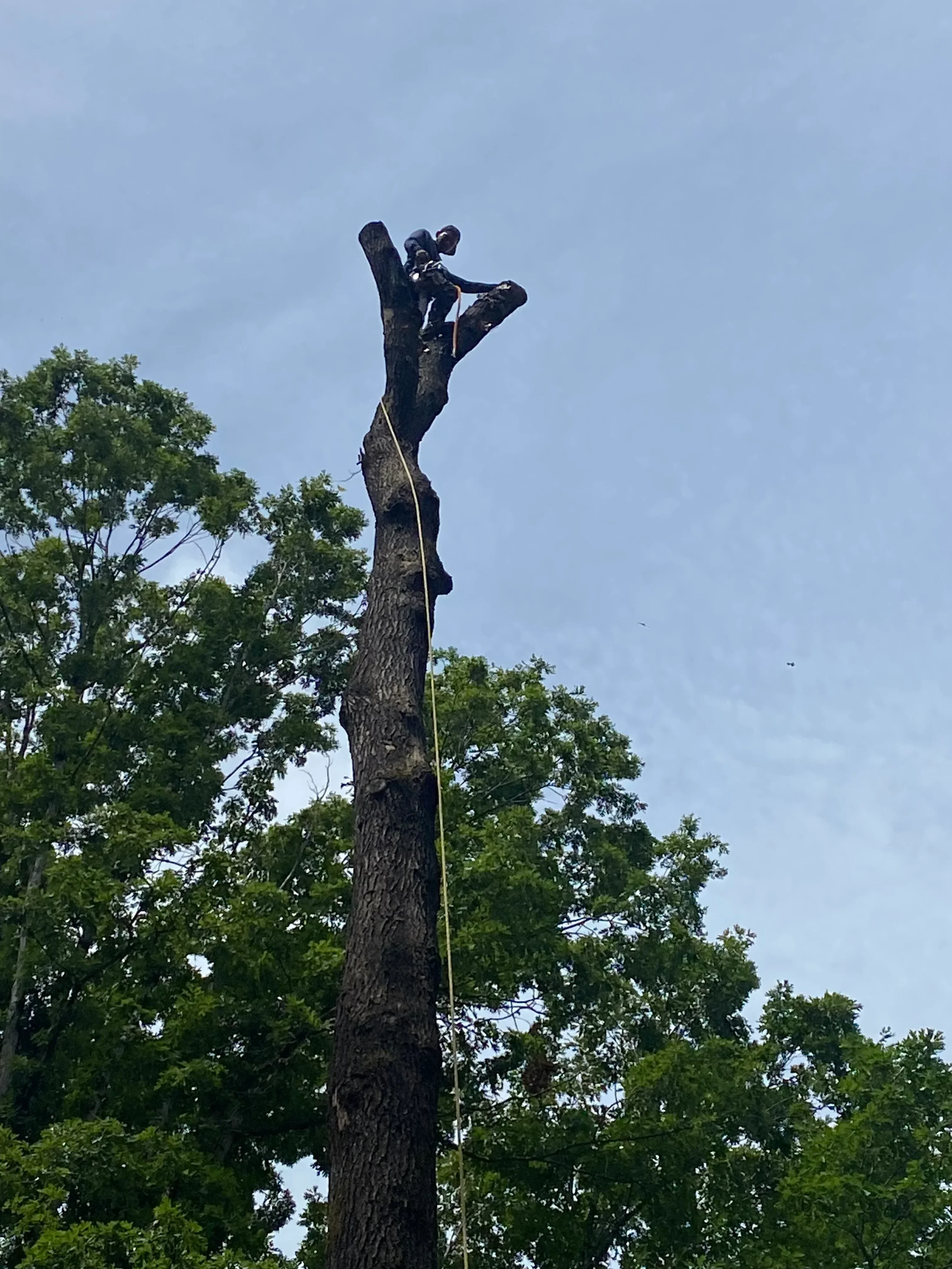 Arborist removing large tree branch using rope rigging system from tall tree