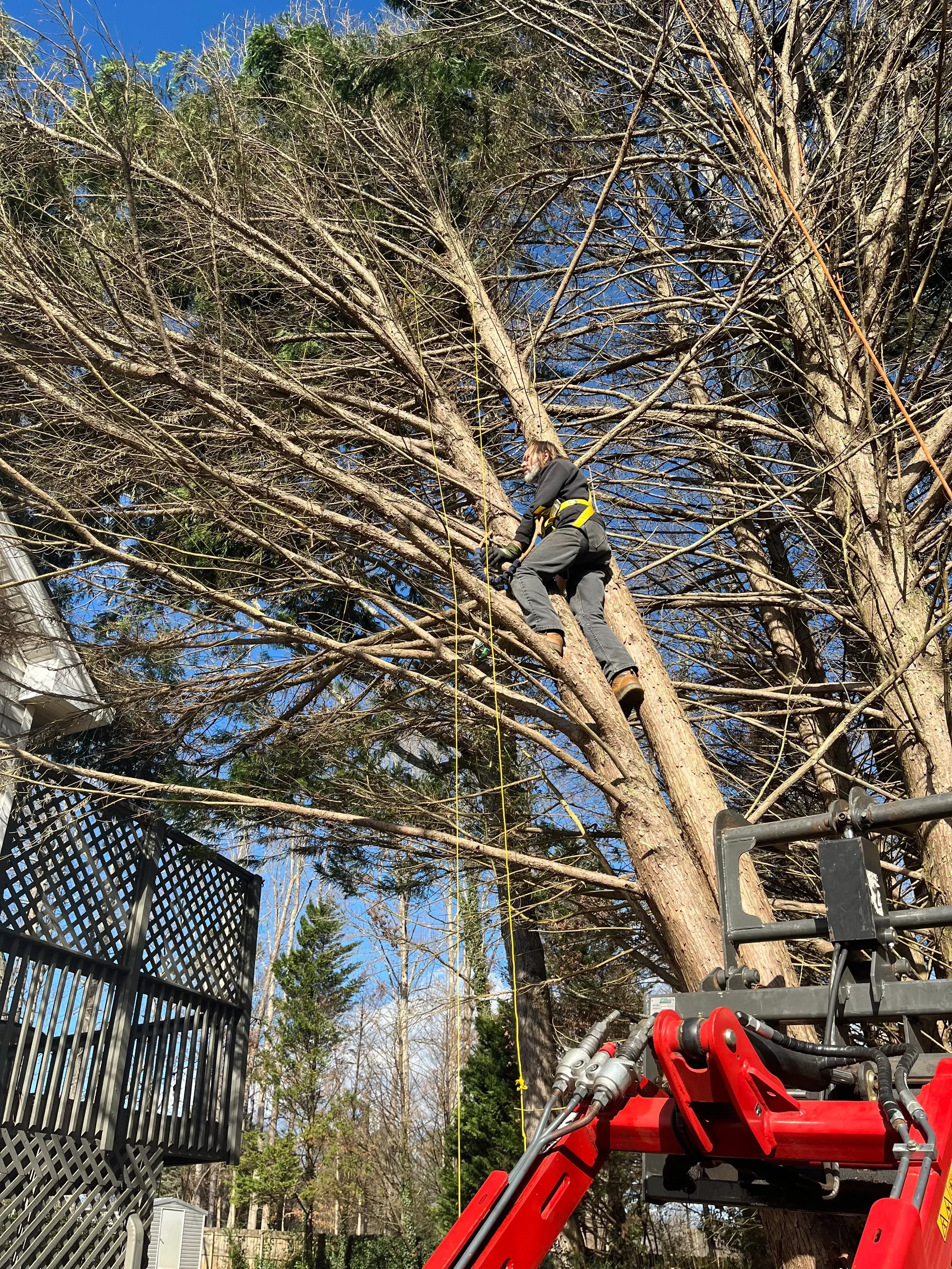 Bucket truck operator cutting dead tree limbs with hydraulic lift near water