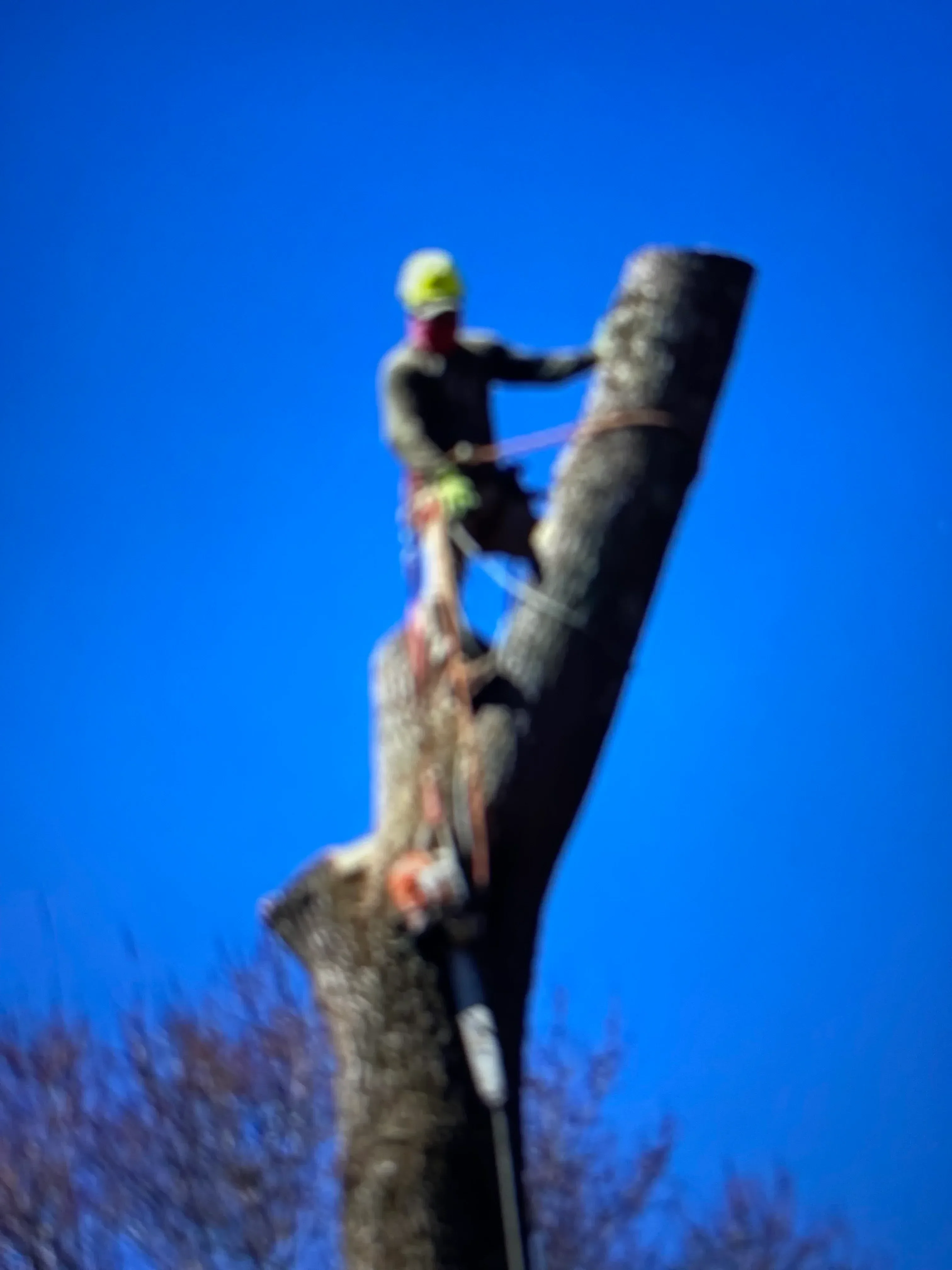 Dead tree branch removal showing decayed wood and cutting technique