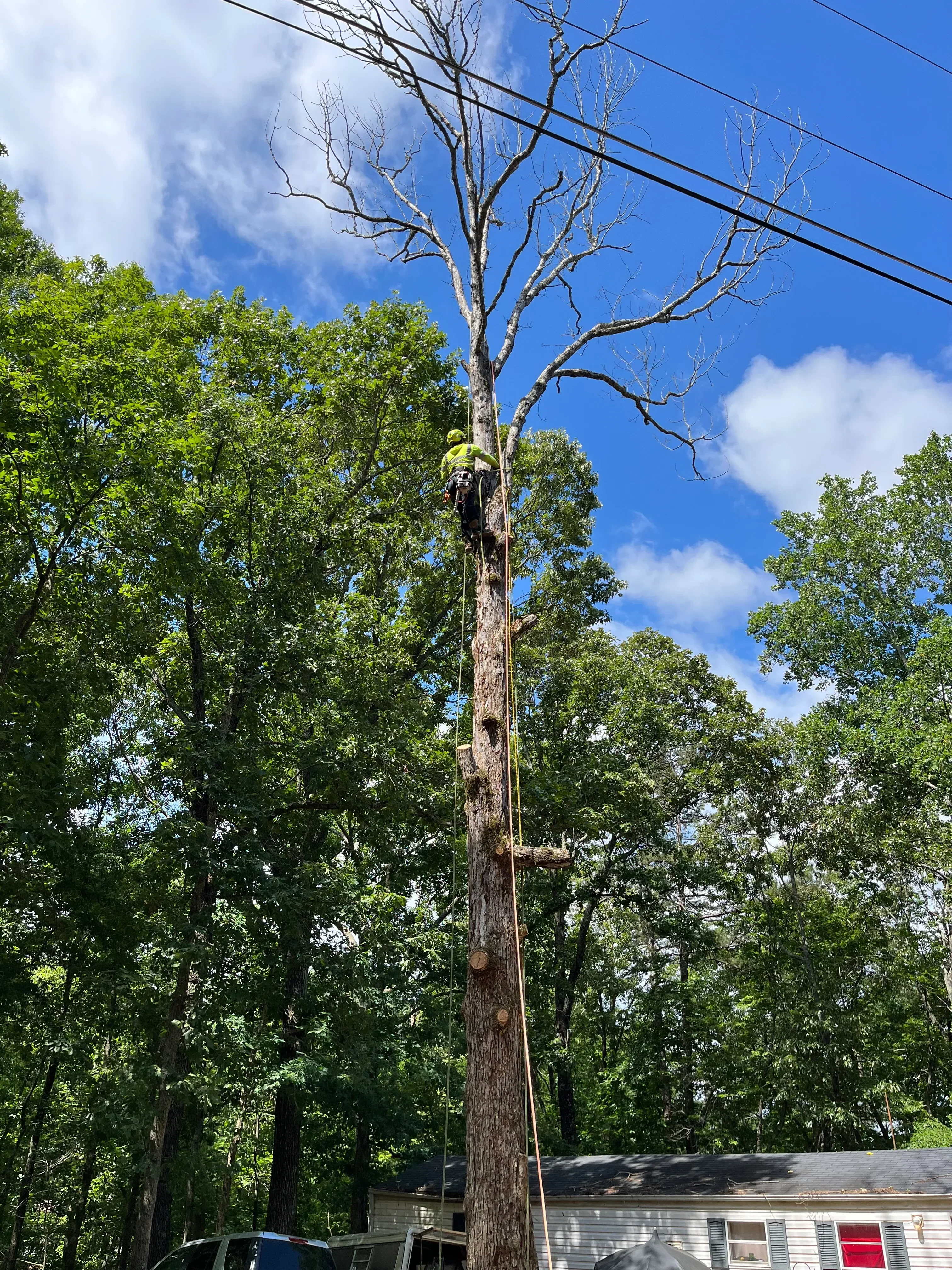 Dead tree removal with rigging equipment and power lines, residential setting
