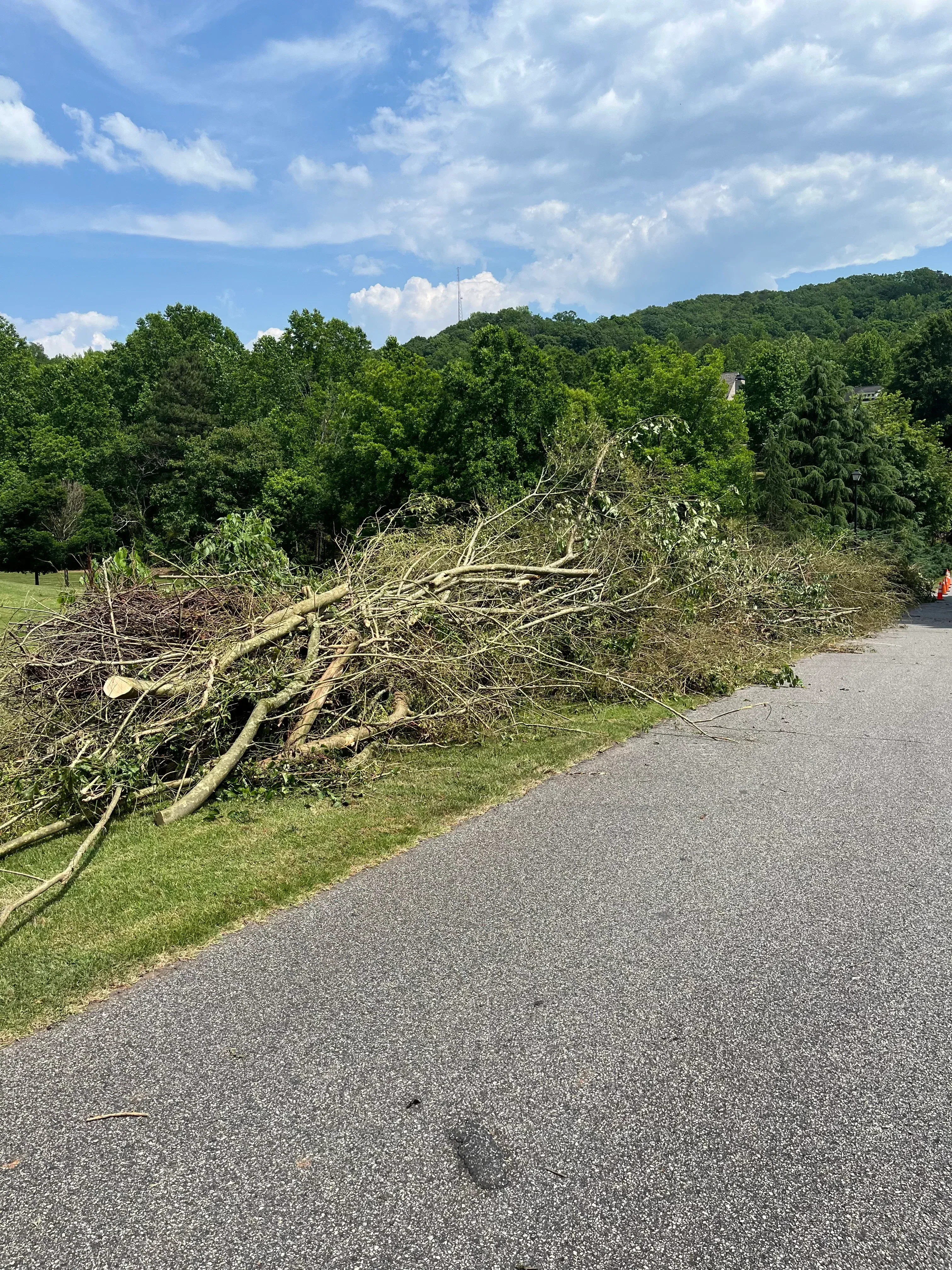 Felled tree with exposed trunk on grass lot next to asphalt driveway