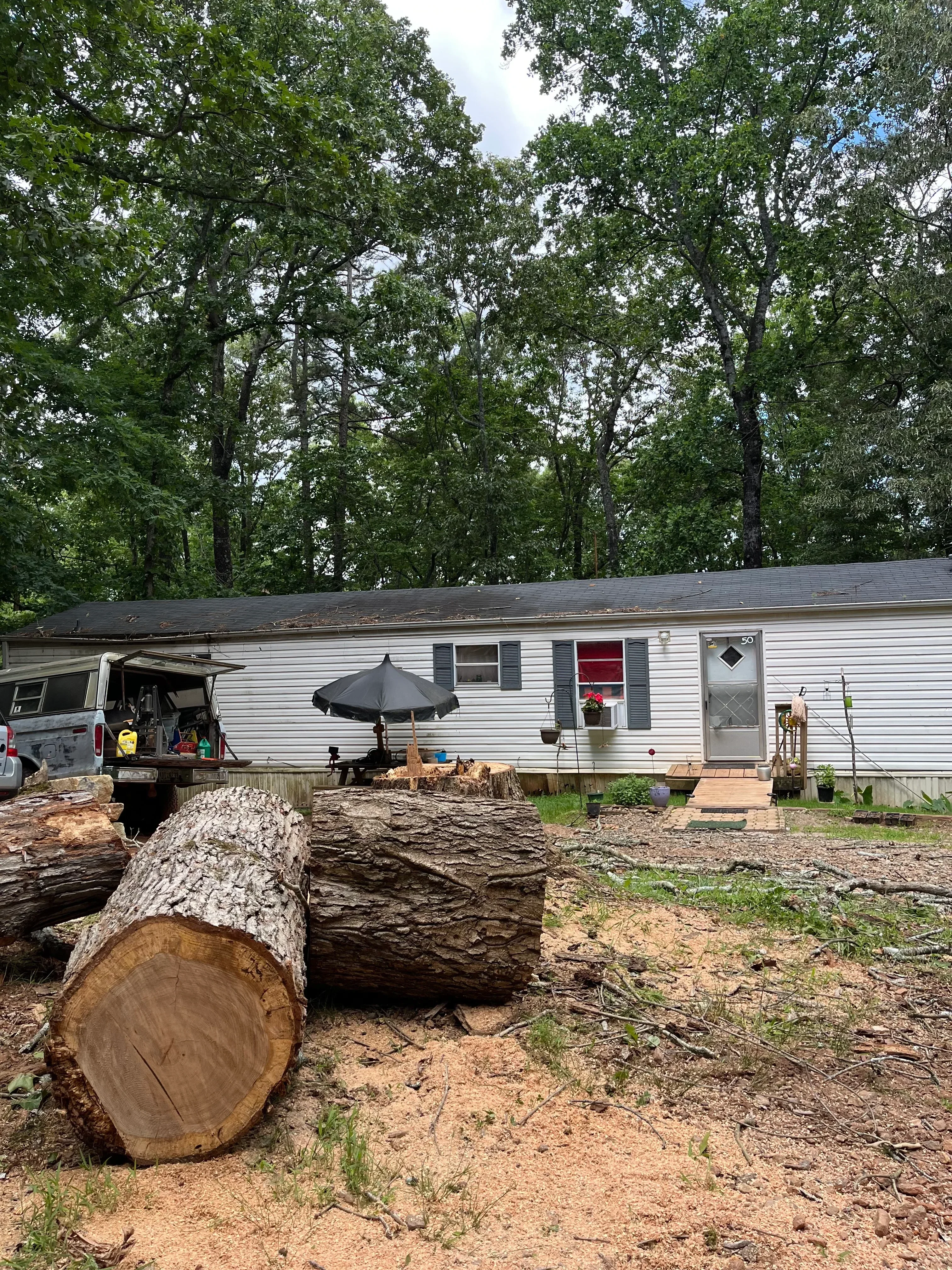 Large felled tree trunk with fresh cut surface, removal equipment and metal building structure visible