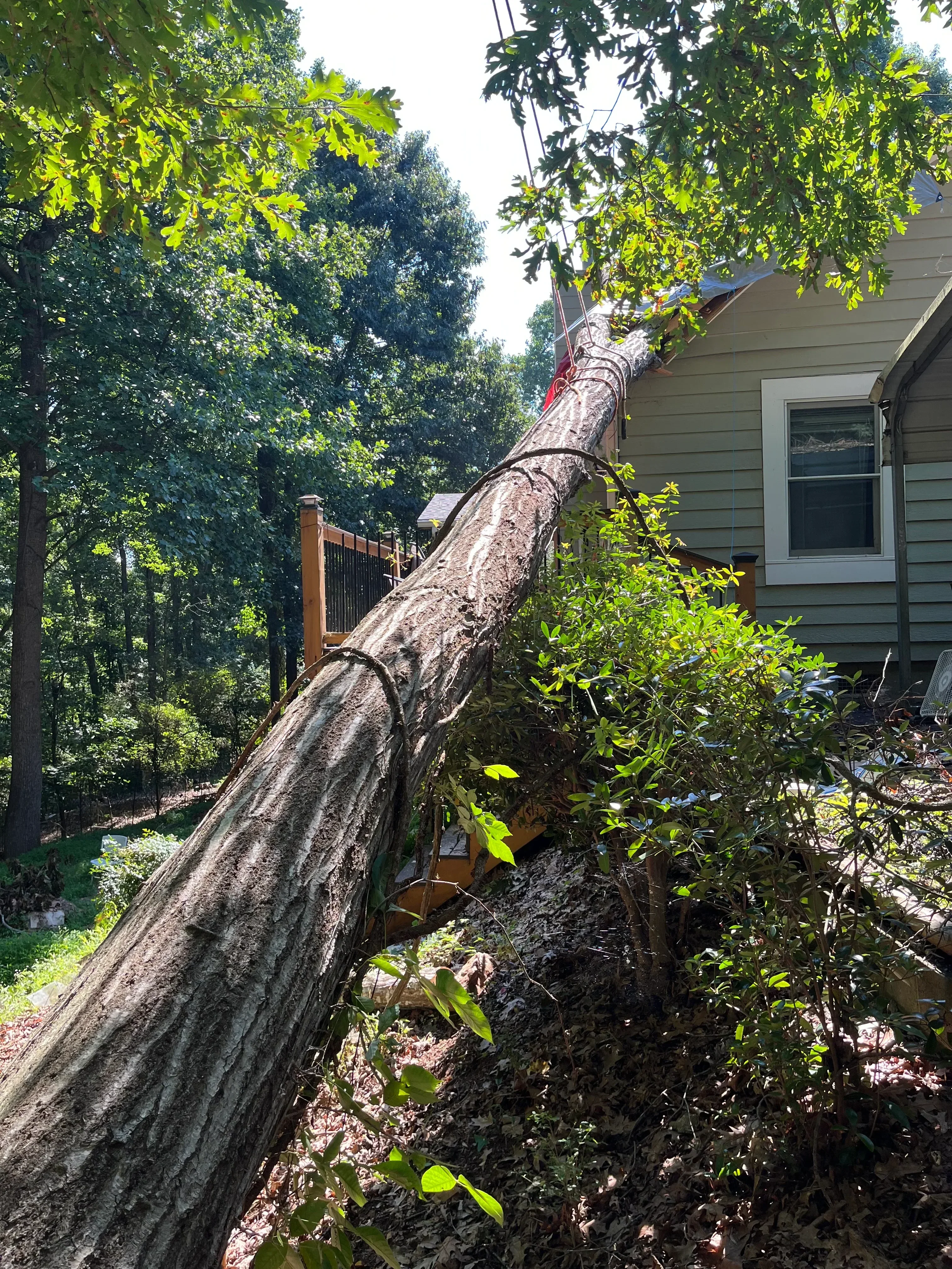 Large tree trunk removal with rigging equipment and cleared branches near residential building