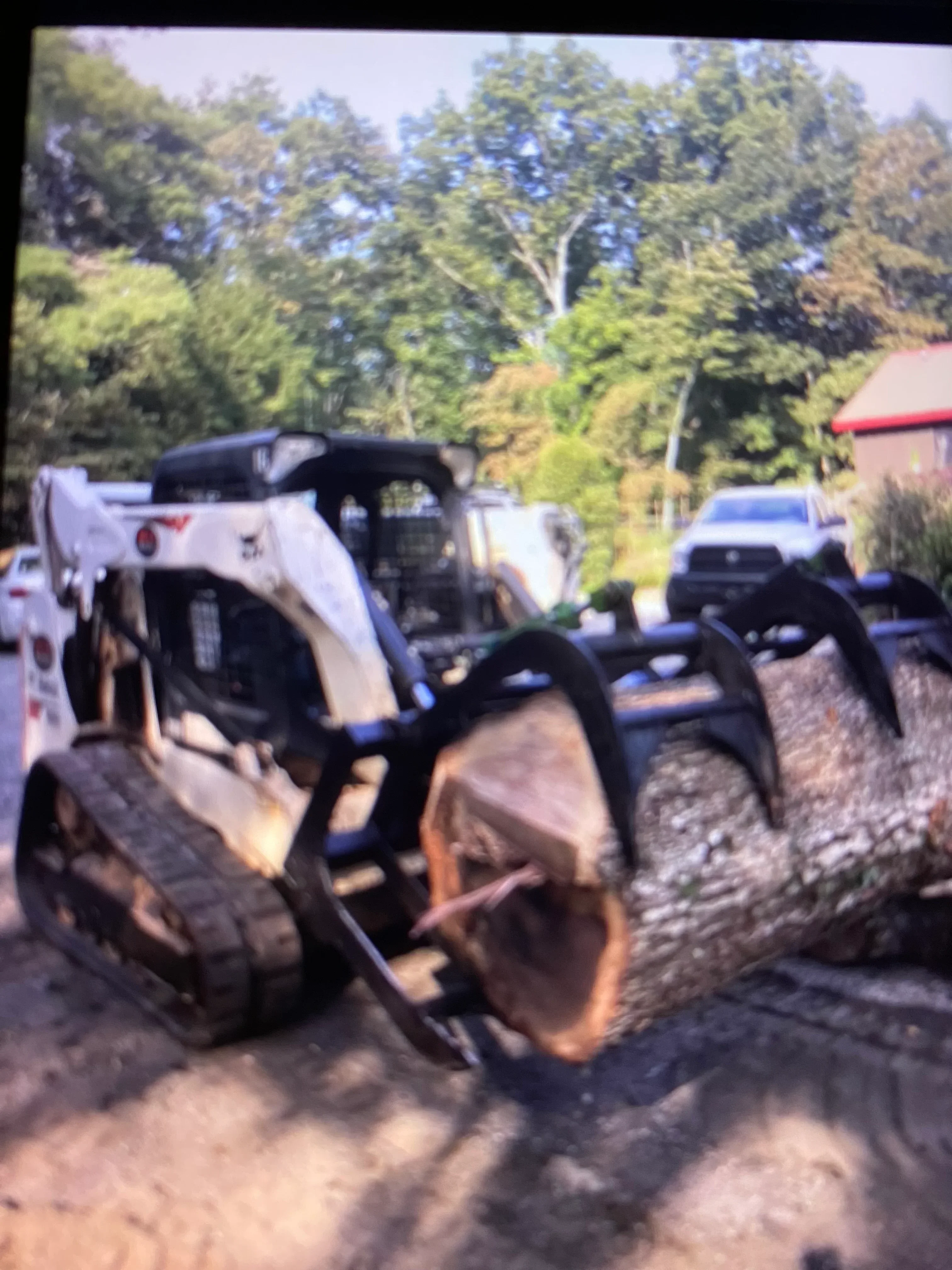 Arborist cutting large tree trunk with professional chainsaw equipment and rigging