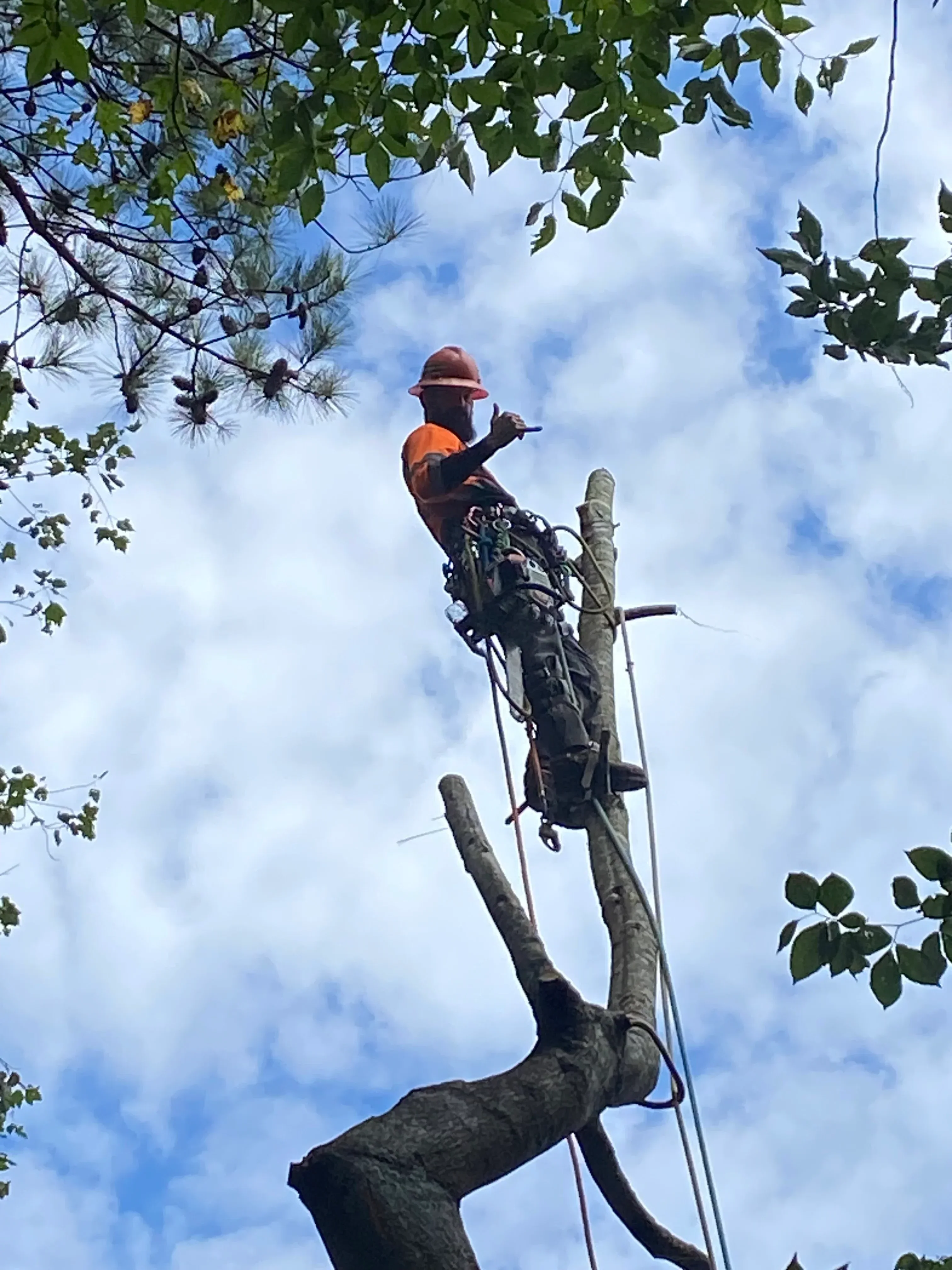 Arborist suspended from helicopter removing large tree limbs with rigging equipment