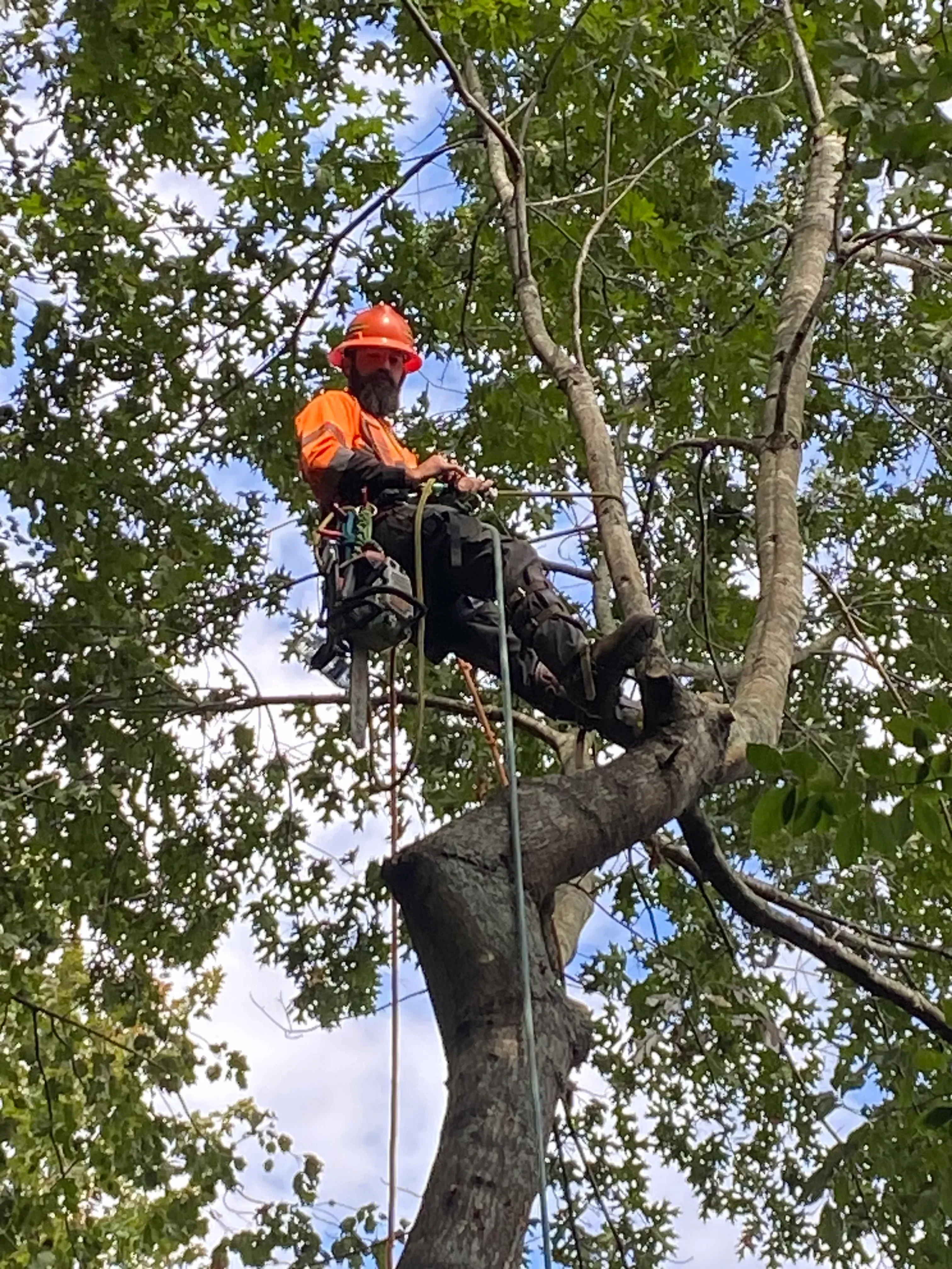 Arborist in safety gear removing large tree branch using rope rigging and climbing equipment