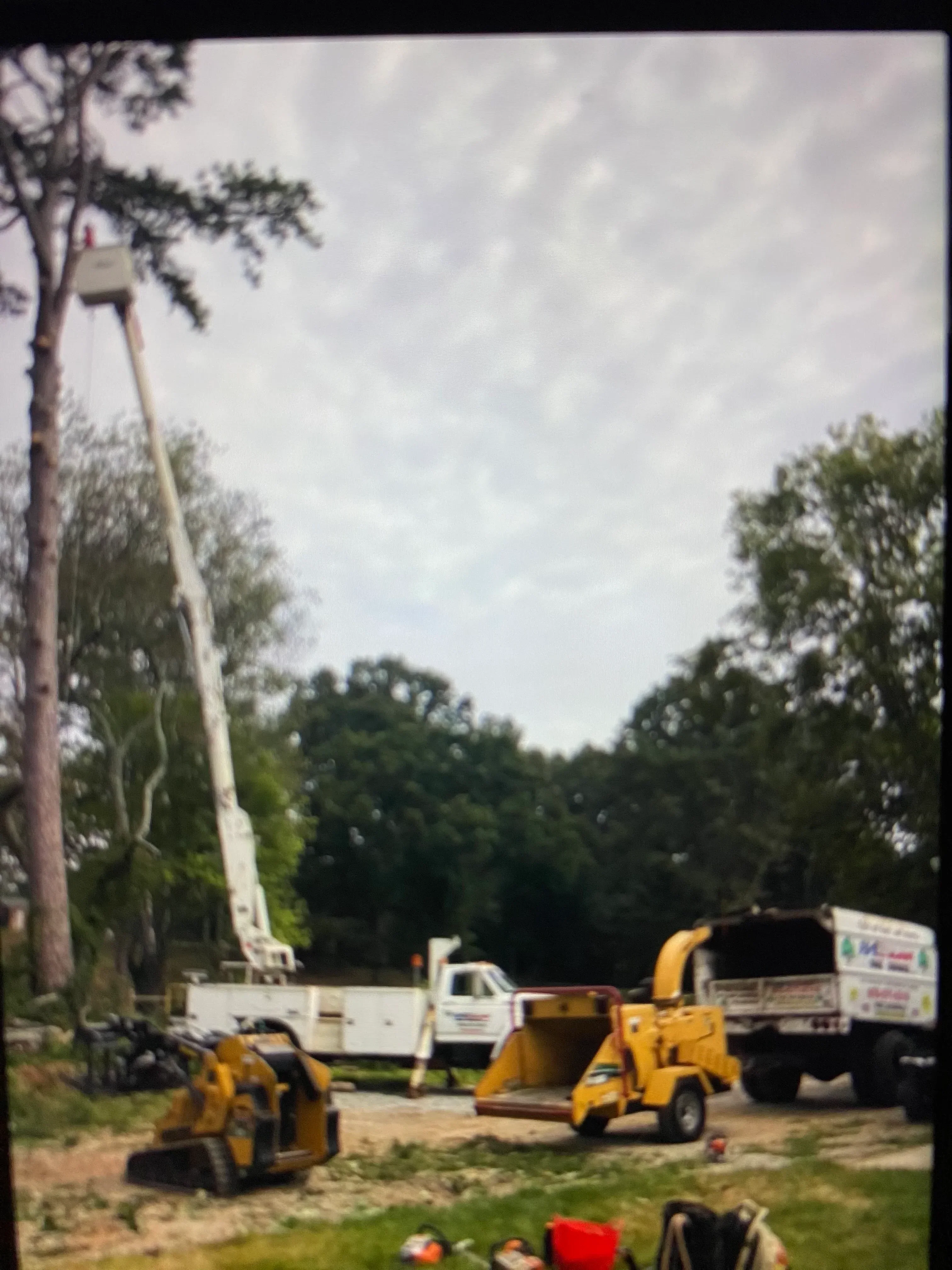 Yellow bucket truck and crane removing large tree limb from mature tree with rigging equipment